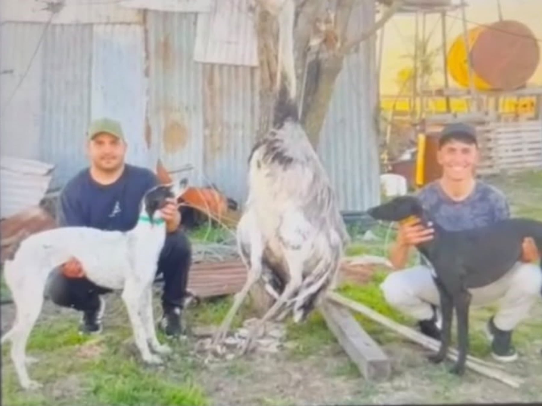 Pergamino: dos hombres quedaron imputados por la caza de un ñandú con galgos y la Justicia debate el encuadre del hecho
