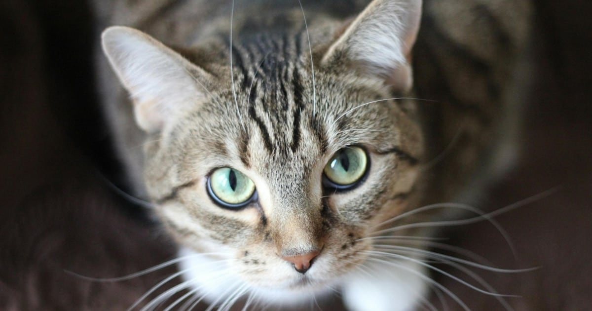 Un parásito común en gatos puede cruzar la frontera hacia los humanos: qué dice el mayor relevamiento hasta hoy