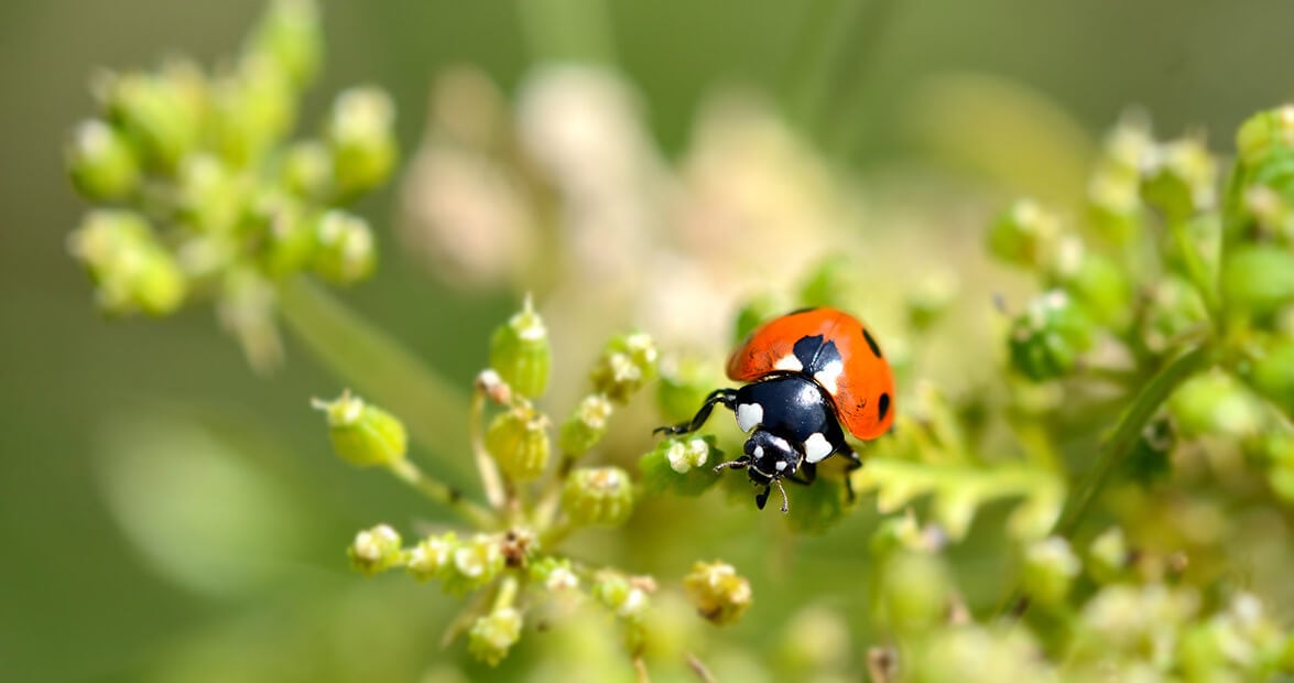 Huerta de estación: cómo armar un botiquín verde con ortiga, ajo y cáscaras para sostener el jardín hasta el verano