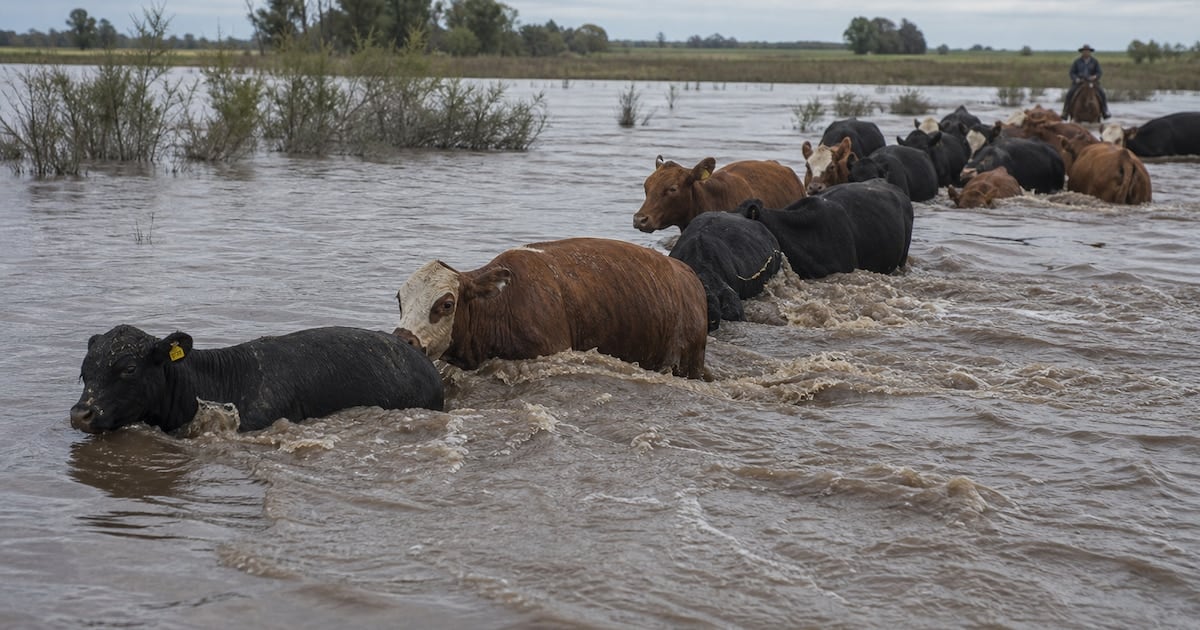 La crecida del Paraná en Corrientes retrae la oferta ganadera y empuja los valores de la carne en el Mercado de Cañuelas
