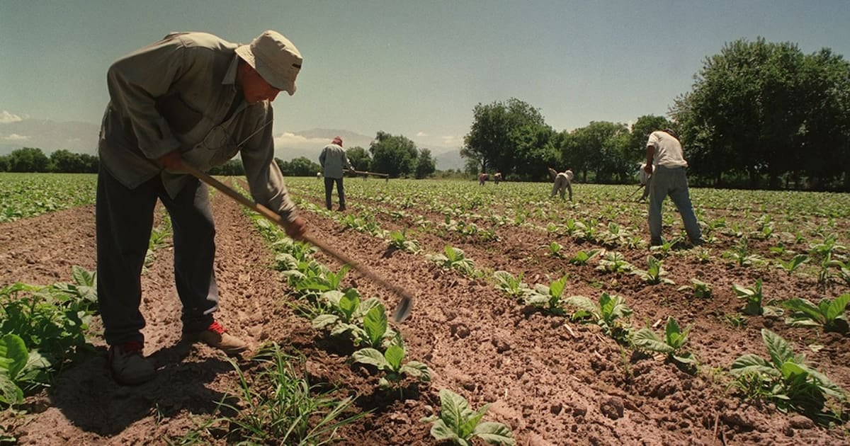 Asignaciones familiares de cosecheros y tareferos seguirán parejas a la AUH por un año más