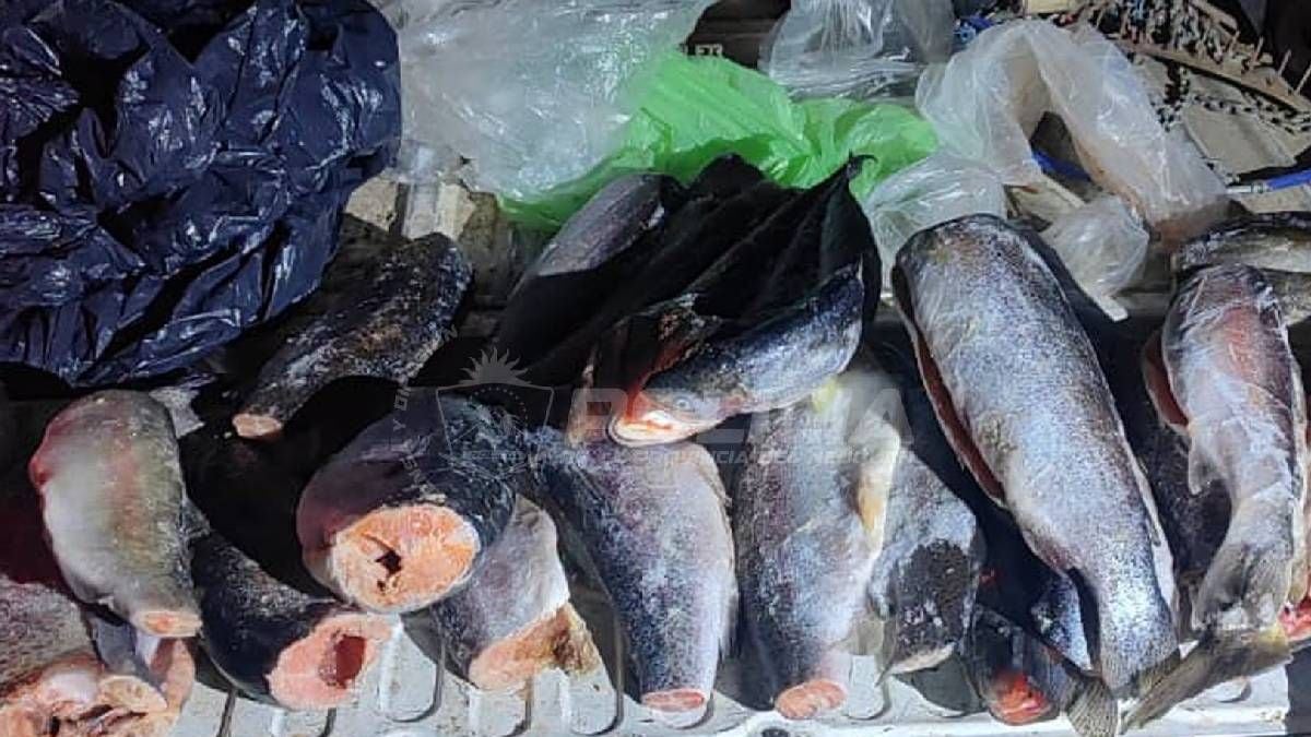 Cupos, controles y un baúl con 42 truchas: la previa de la temporada de pesca en la Patagonia neuquina